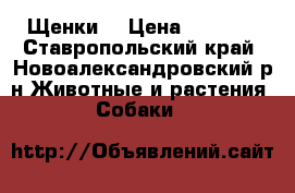 Щенки  › Цена ­ 1 500 - Ставропольский край, Новоалександровский р-н Животные и растения » Собаки   